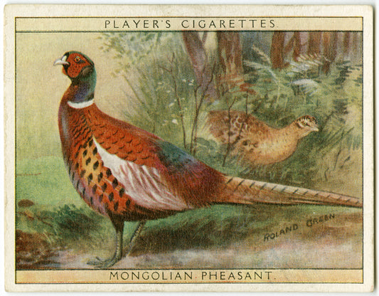 Mongolian Pheasant.