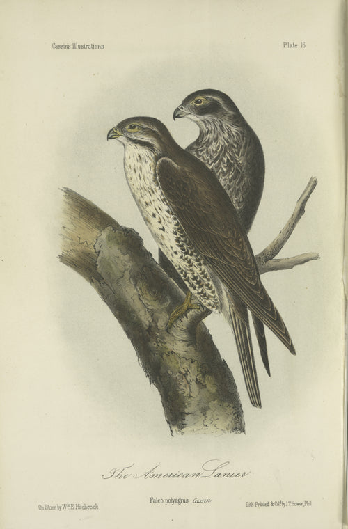 The American Lanier (Falco polyagrus).