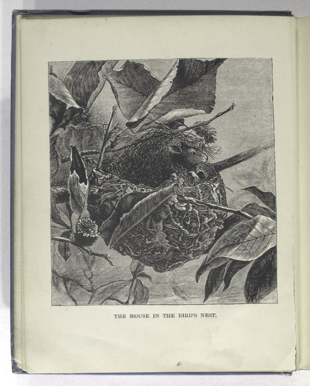 The mouse in the bird's nest