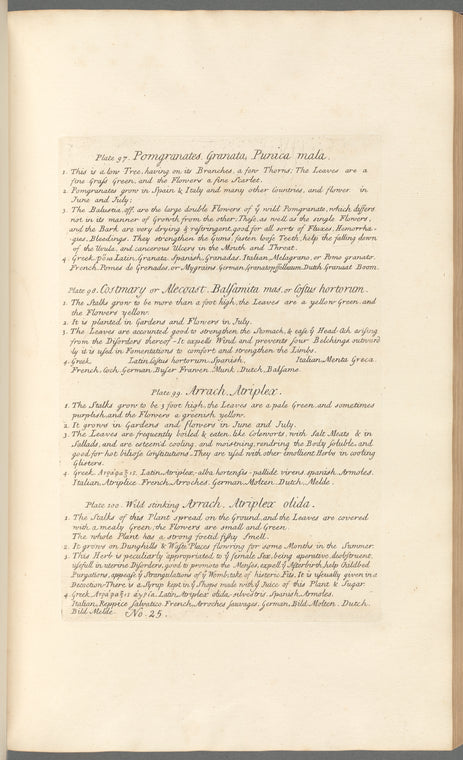 No. 25: Pomgranates; Costmary or alecoast; Arrach; Wild stinking arrach