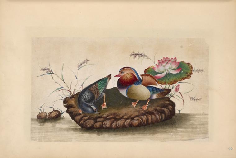 Two water birds on a stone with flowers