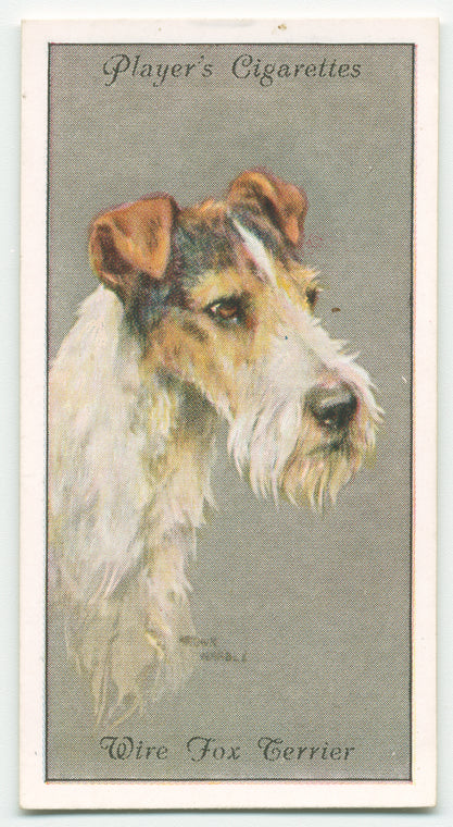 Wire Fox Terrier.