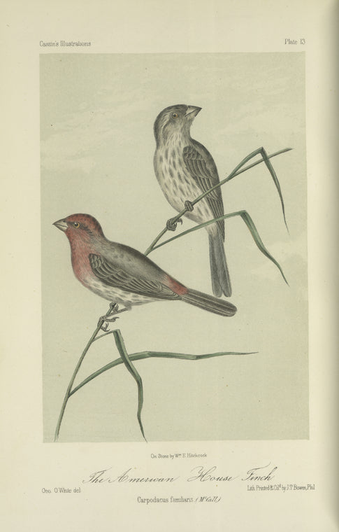 The American House Finch (Carpodacus familiaris).