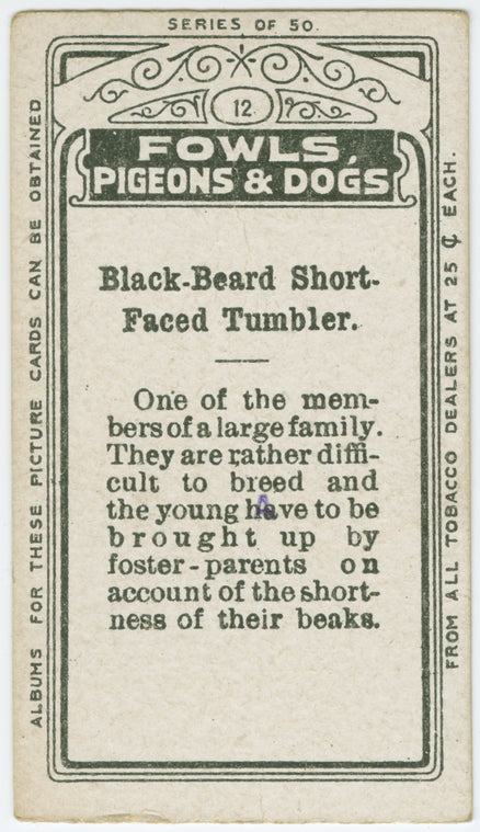 Black-beard short-faced tumbler.