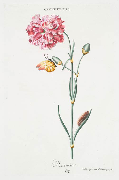 Caryophyllus X 'Mercurius'. [Carnation]