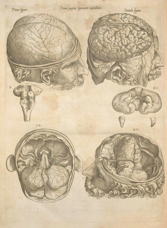 Prima pagina figurarum capitalium [Human brain]