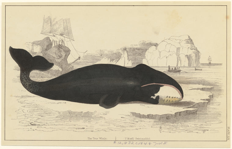 The true whale