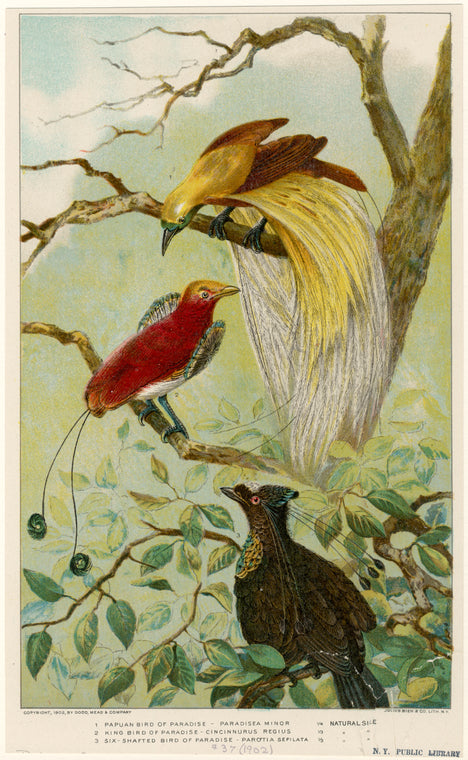 Papuan bird of paradise; King bird of paradise; Six-shafted bird of paradise