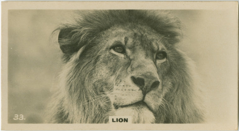 Lion.