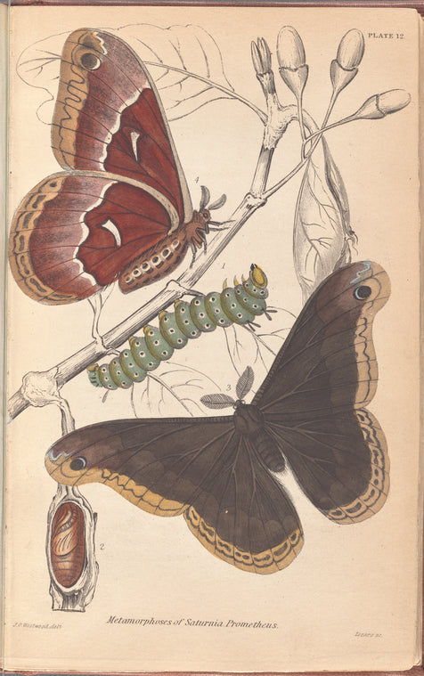 Metamorphoses of Saturnia Prometheus