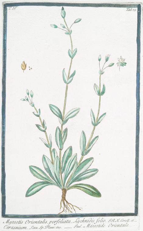 Myosotis Orientalis, perfoliata, Lychnidis folio = Cerasnium = Miosotide Orientale. [Forget-me-not]