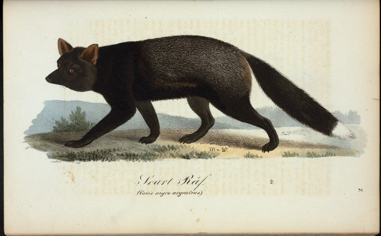 Smart räf. (Canis nigro-argenteus.).