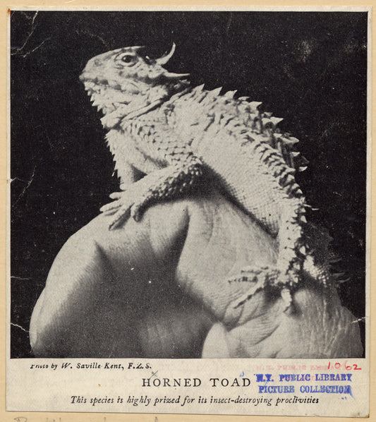 Horned toad