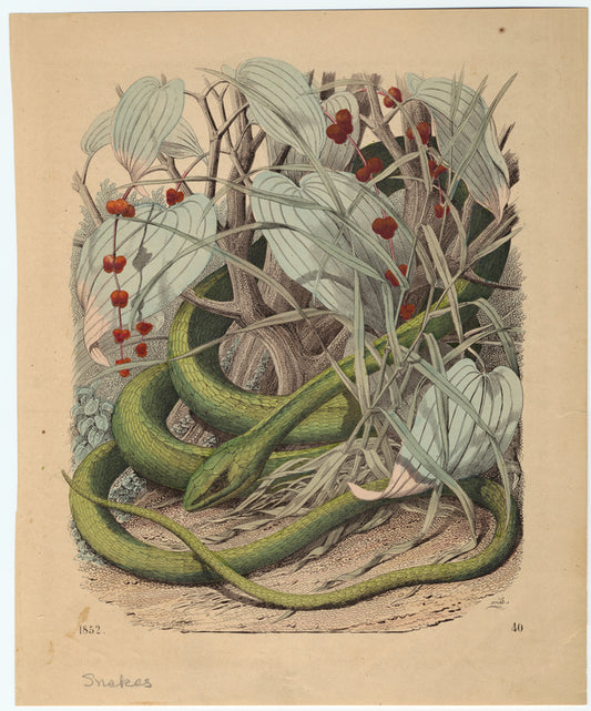 Green snake coiled in foliage