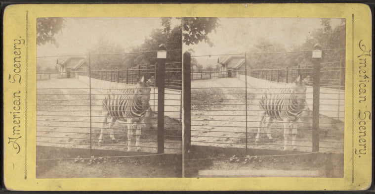 Zebra.