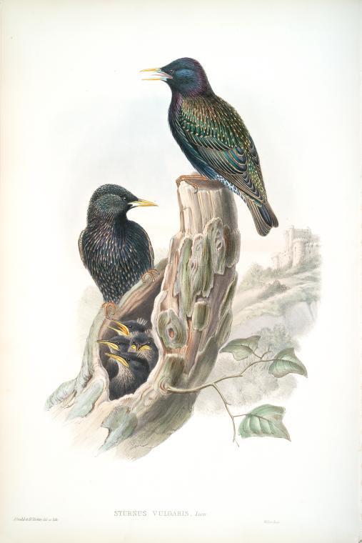 Sturnus vulgaris. Starling.