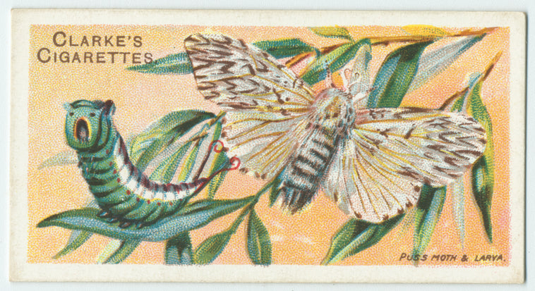 Puss moth.