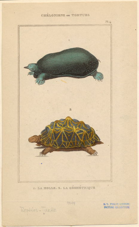 Chéloniens ou tortues