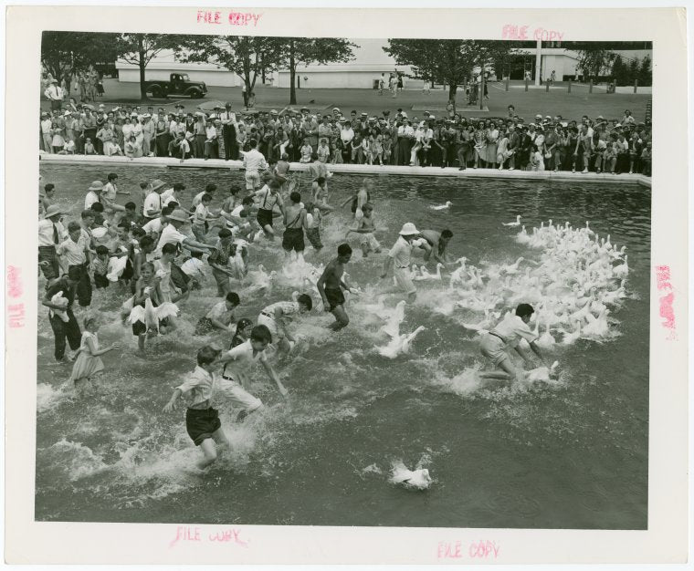 Contests - Duck Chase - Children chasing ducks