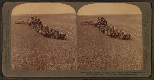 Evolution of the sickle and flail, 33 horse team combined harvester, Walla Walla, Washington.