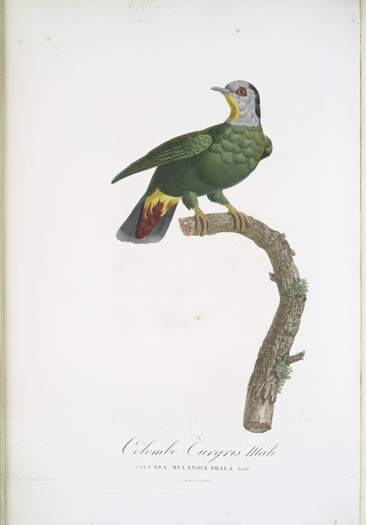 Les Colombes: Colombe Turgris, mâle (Columba Melanocephala)