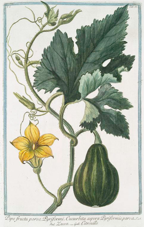 Pepo fructu parvo, Pyriformi. Cucurbita aspera Pyriformis, parva = Zucca = Citrouille. [Pumpkin]