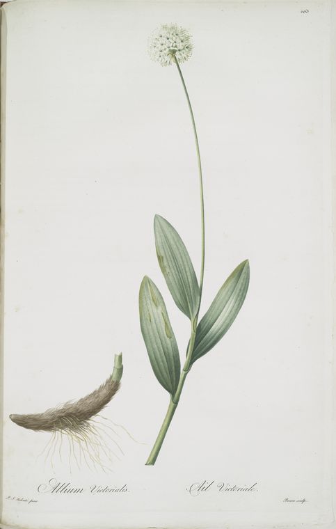 Allium victorialis