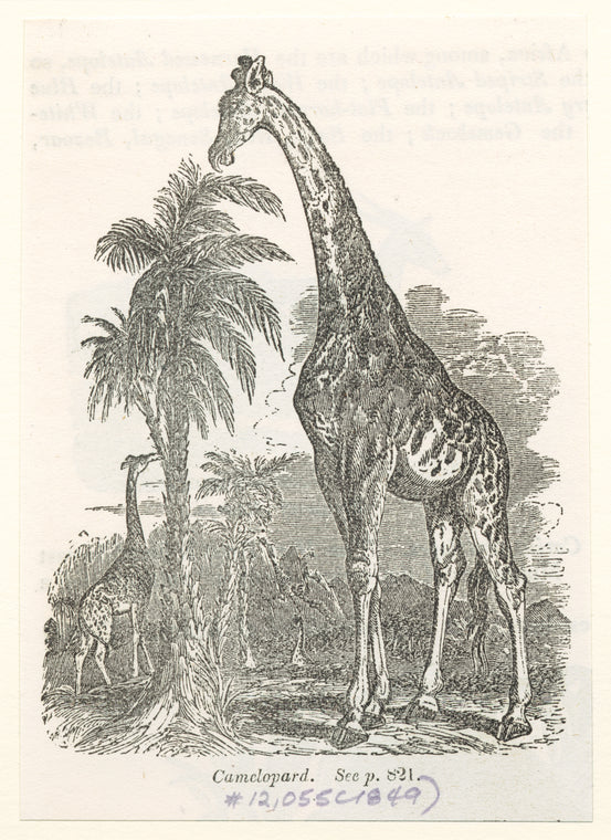 Camelopard