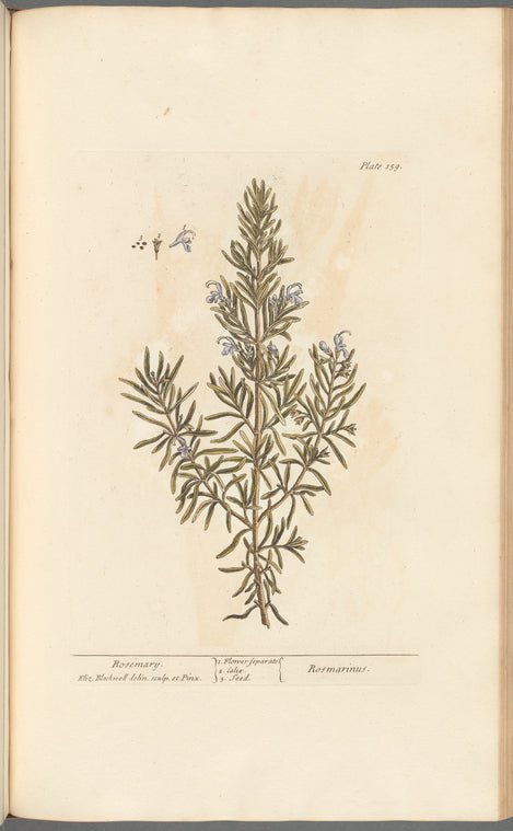 Rosemary