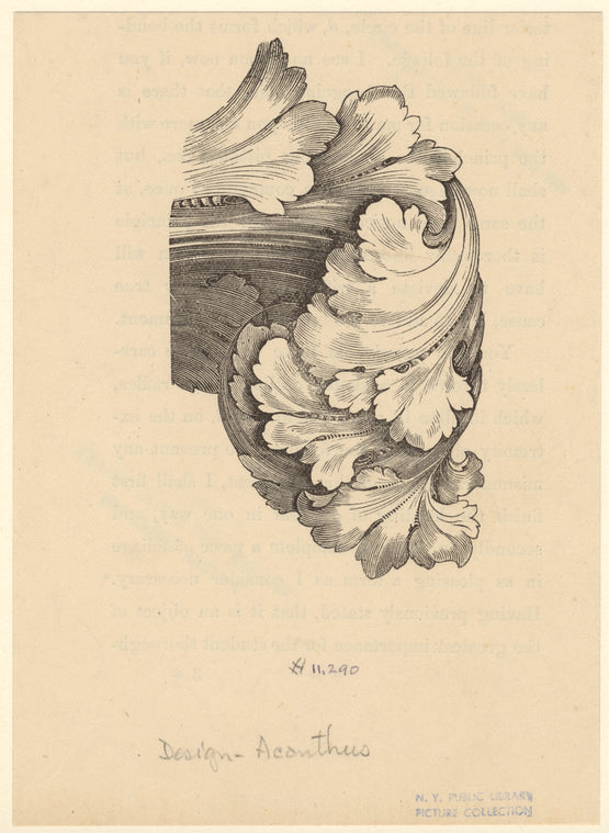 Acanthus