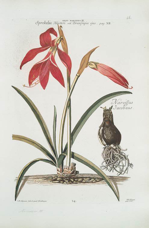 Lilio-narcissvs III = Narcissus Jacobeus.