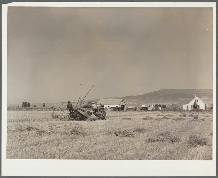 Grain harvest scene. Western Slope Farms, Colorado