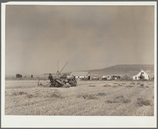 Grain harvest scene. Western Slope Farms, Colorado