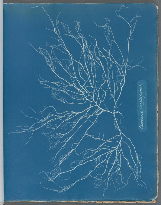 Chordaria flagelliformis