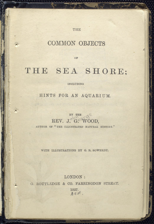 The common objects of the sea shore...