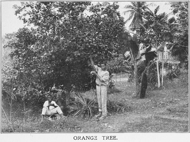 Orange tree; [Jamaica.]