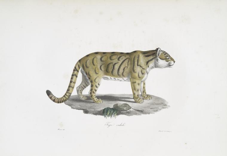 [Carnivores] Tigre ondulé
