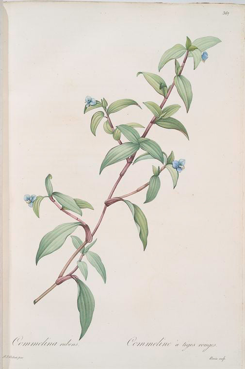 Commelina rubens