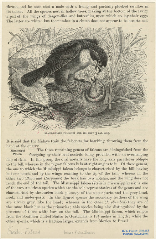 Black-legged falconet and its prey