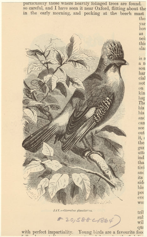 Jay -- Gárrulus glandárius