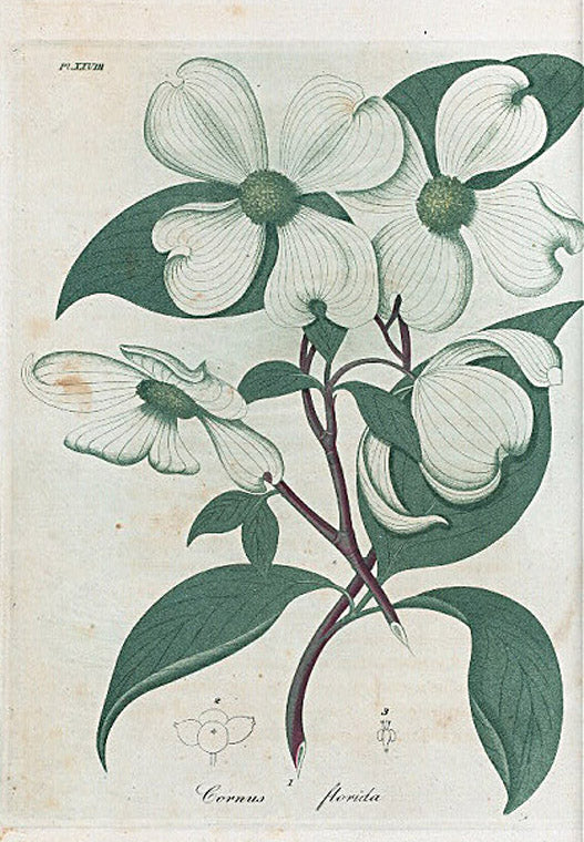Cornus Florida. (Dogwood).