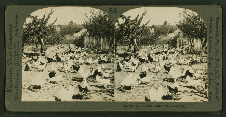 A chicken ranch in California.