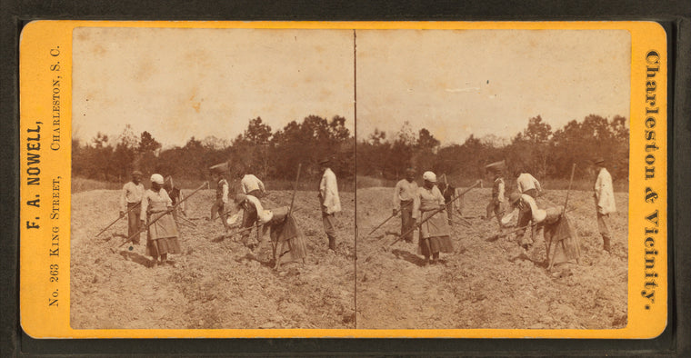 Sweet potato field.