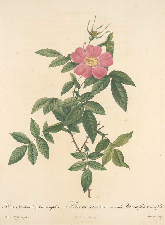 Rosa Reclinata Flore Simplici; Rosier de Boursault a fleurs simples, variete