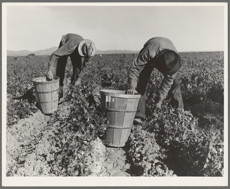 Pea pickers. Wages (1939): one cent per pound. Hamper holds about twenty eight pounds. Near Niland, Imperial County, California