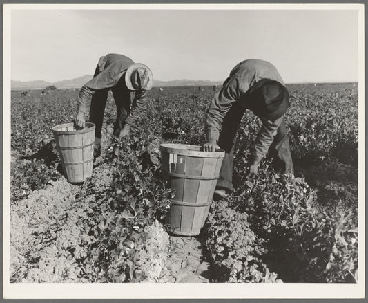 Pea pickers. Wages (1939): one cent per pound. Hamper holds about twenty eight pounds. Near Niland, Imperial County, California
