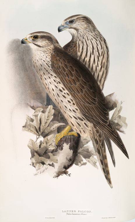 Lanner Falcon