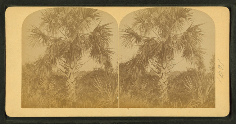 Palm tree. Florida.