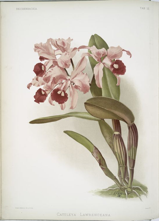 Cattleya lawrenceana.