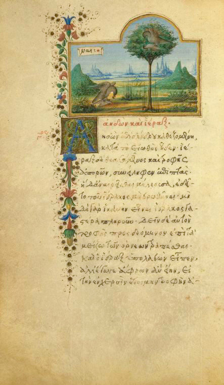 The nightingale and the sparrow hawk.